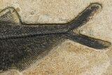Fossil Fish (Diplomystus) - Green River Formation - Inch Layer #144223-3